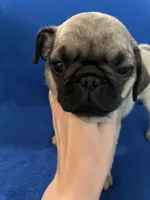 Mr Stud Muffin, a male Pug for sale in Wichita, KS – Photo 3 of 8