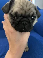 Mr Stud Muffin, a male Pug for sale in Wichita, KS – Photo 1 of 8