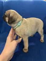 Mr Stud Muffin, a male Pug for sale in Wichita, KS – Photo 6 of 8