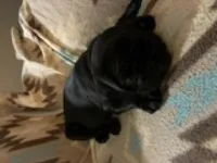 Knight, a male Pug for sale in Wichita, KS – 6 of 8