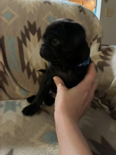 Terror, a female Pug for sale in Wichita, KS – 8 of 8