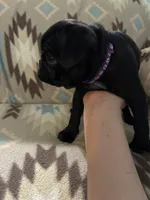 Drama, a female Pug for sale in Wichita, KS – 1 of 3