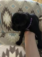 Drama, a female Pug for sale in Wichita, KS – 2 of 3
