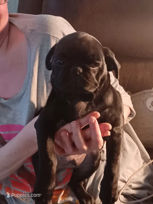 Knight – Pug puppy for sale in Wichita, KS