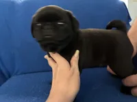 Mr Midnight, a male Pug for sale in Wichita, KS – Photo 5 of 8