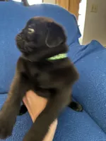 Mr Midnight, a male Pug for sale in Wichita, KS – Photo 1 of 8