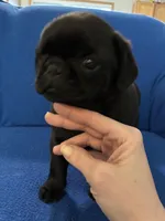 Mr Midnight, a male Pug for sale in Wichita, KS – Photo 6 of 8