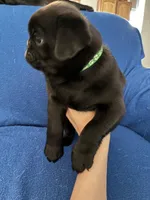 Mr Midnight, a male Pug for sale in Wichita, KS – Photo 4 of 8