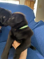 Mr Midnight, a male Pug for sale in Wichita, KS – Photo 2 of 8