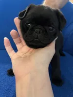 Mr Midnight, a male Pug for sale in Wichita, KS – Photo 8 of 8