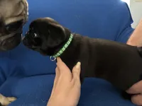 Mr Midnight, a male Pug for sale in Wichita, KS – Photo 7 of 8