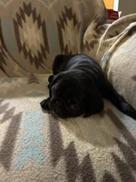 Knight, a male Pug for sale in Wichita, KS – 8 of 8