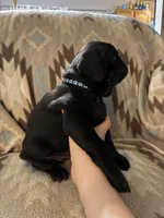 Terror, a female Pug for sale in Wichita, KS – 2 of 8