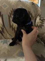 Terror, a female Pug for sale in Wichita, KS – 3 of 8