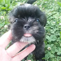 Brownie, a male Shih Tzu for sale in Adairsville, GA – 2 of 5