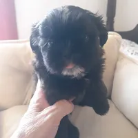 Brownie, a male Shih Tzu for sale in Adairsville, GA – 3 of 5