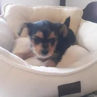 Scarlett, a female Shih Tzu and Yorkshire Terrier for sale in Adairsville, GA – 4 of 5