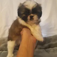 Gizmo, a male Shih Tzu for sale in Adairsville, GA – 1 of 2