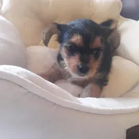 Scarlett, a female Shih Tzu and Yorkshire Terrier for sale in Adairsville, GA – 3 of 5