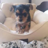 Scarlett, a female Shih Tzu and Yorkshire Terrier for sale in Adairsville, GA – 2 of 5