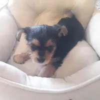 Scarlett, a female Shih Tzu and Yorkshire Terrier for sale in Adairsville, GA – 1 of 5
