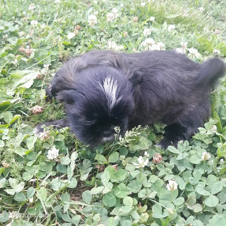 Brownie – Shih Tzu puppy for sale in Adairsville, GA