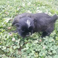 Brownie, a male Shih Tzu for sale in Adairsville, GA – 1 of 5