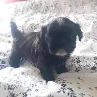 Brownie, a male Shih Tzu for sale in Adairsville, GA – 4 of 5