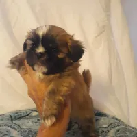 Bear, a male Shih Tzu for sale in Adairsville, GA – 1 of 2