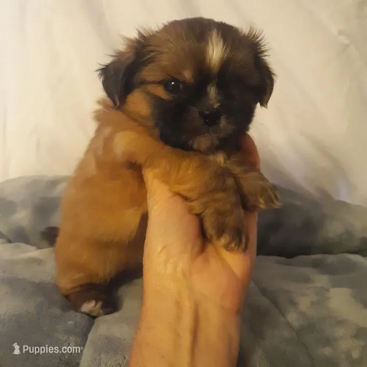 Cookie – Shih Tzu puppy for sale in Adairsville, GA