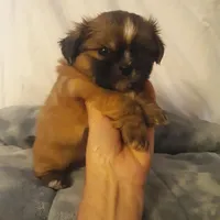 Cookie, a male Shih Tzu for sale in Adairsville, GA – 1 of 2