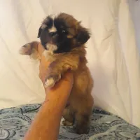 Bear, a male Shih Tzu for sale in Adairsville, GA – 2 of 2