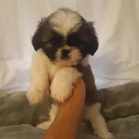 Gizmo, a male Shih Tzu for sale in Adairsville, GA – 2 of 2