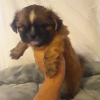Cookie, a male Shih Tzu for sale in Adairsville, GA – 2 of 2