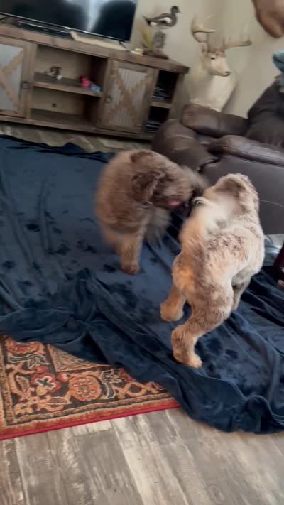 Pink, a female Australian Labradoodle for sale in Carlton, OR – 6 of 6