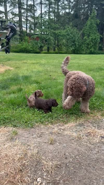 Purple, a male Australian Labradoodle for sale in Carlton, OR – 4 of 5