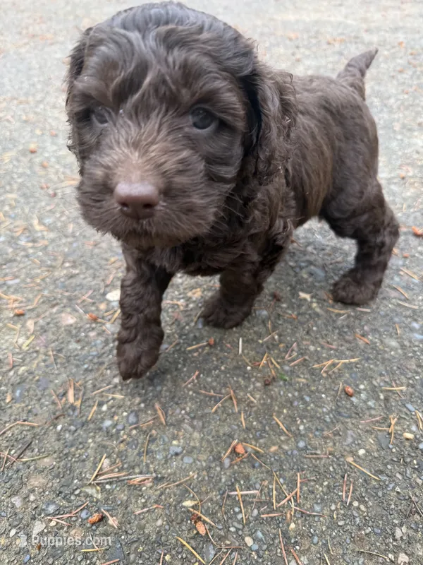 Purple – Australian Labradoodle puppy for sale in Carlton, OR