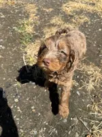 Red, a male Australian Labradoodle for sale in Carlton, OR – 1 of 5