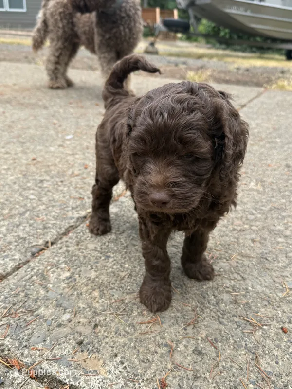 Yellow – Australian Labradoodle puppy for sale in Carlton, OR