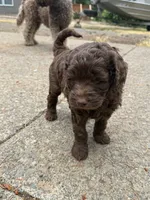 Yellow, a male Australian Labradoodle for sale in Carlton, OR – 1 of 7