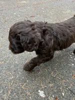 Purple, a male Australian Labradoodle for sale in Carlton, OR – 3 of 5