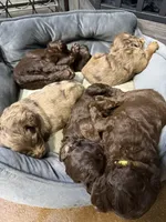 Pink, a female Australian Labradoodle for sale in Carlton, OR – 4 of 6