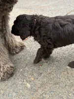 Pink, a female Australian Labradoodle for sale in Carlton, OR – 3 of 6