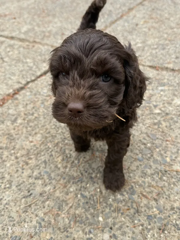 Pink – Australian Labradoodle puppy for sale in Carlton, OR