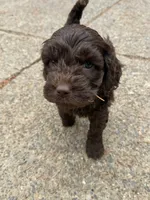 Pink, a female Australian Labradoodle for sale in Carlton, OR – 1 of 6