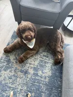 Yellow, a male Australian Labradoodle for sale in Carlton, OR – 7 of 7