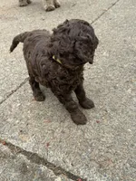 Yellow, a male Australian Labradoodle for sale in Carlton, OR – 3 of 7