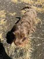 Red, a male Australian Labradoodle for sale in Carlton, OR – 3 of 5