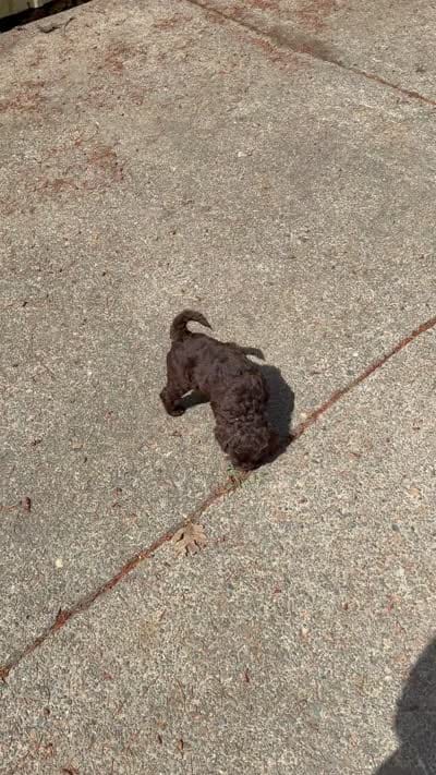 Pink, a female Australian Labradoodle for sale in Carlton, OR – 2 of 6