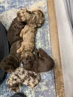 Yellow, a male Australian Labradoodle for sale in Carlton, OR – 4 of 7
